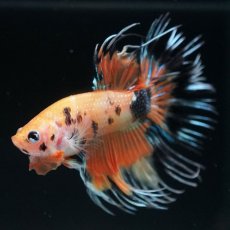 画像6: CT　オレンジキャンディ (6)