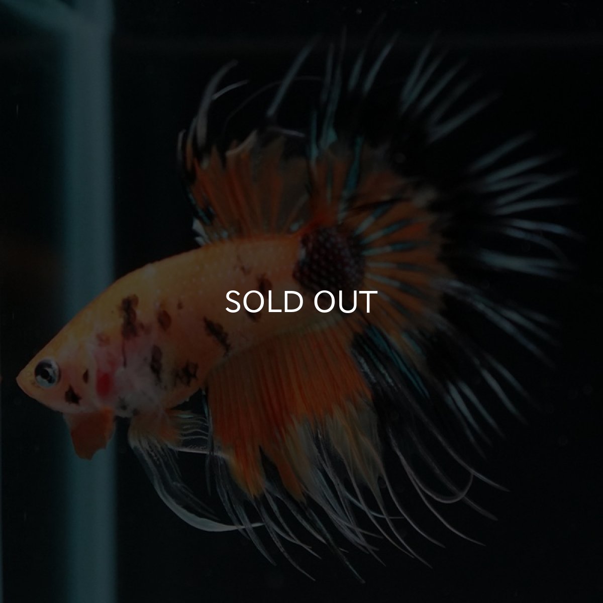 画像2: CT オレンジキャンディ (2)