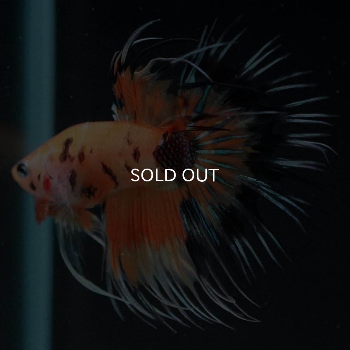 画像5: CT オレンジキャンディ (5)