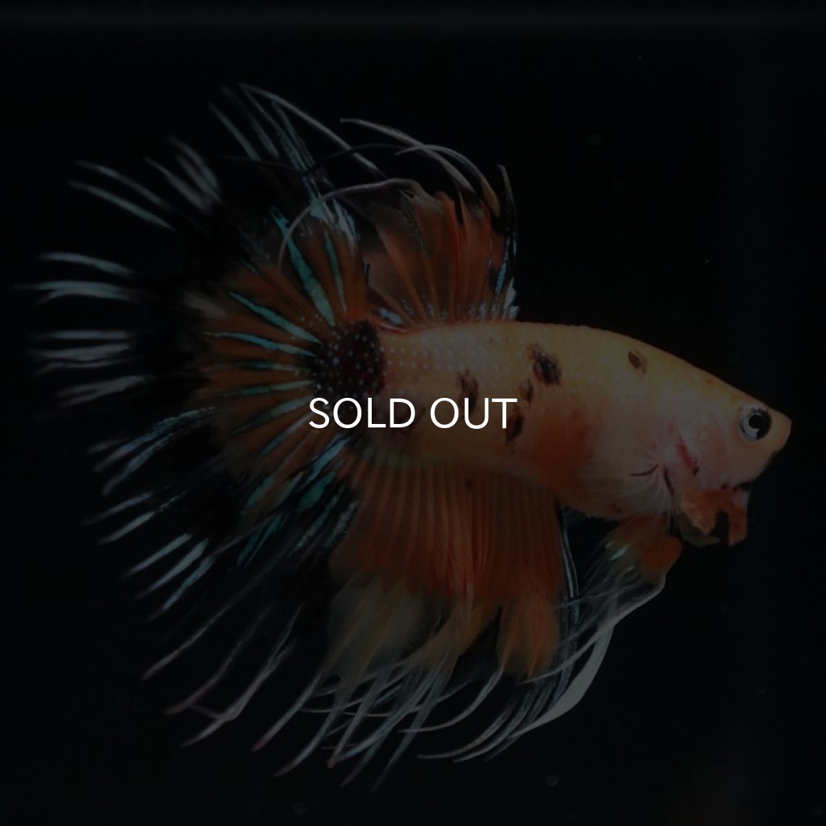 画像4: CT オレンジキャンディ (4)