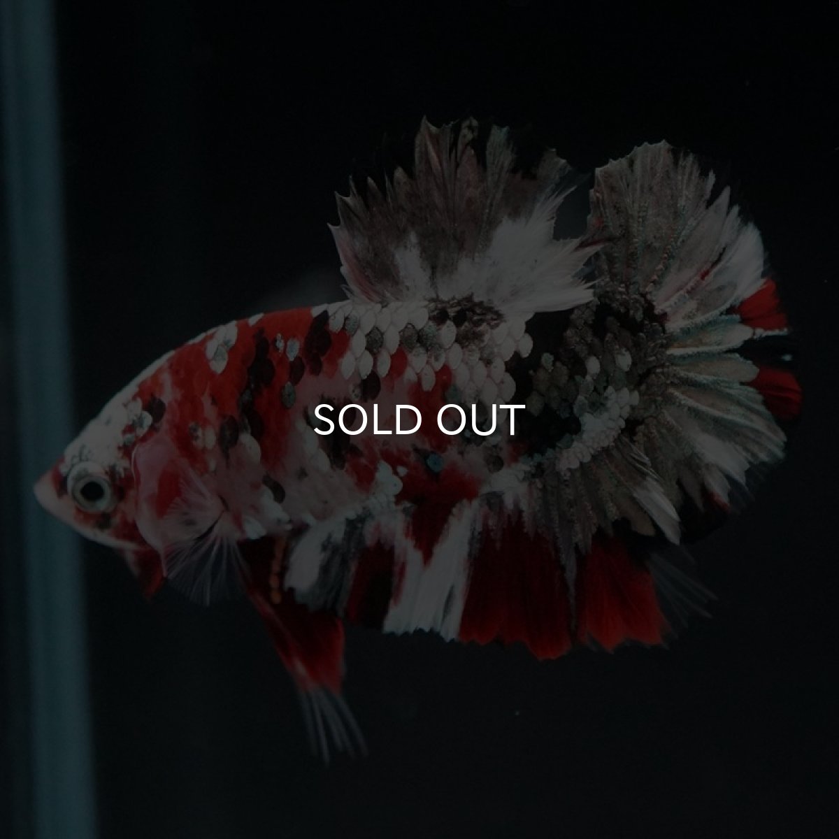 画像2: HMPK レッドカッパーギャラクシー (2)