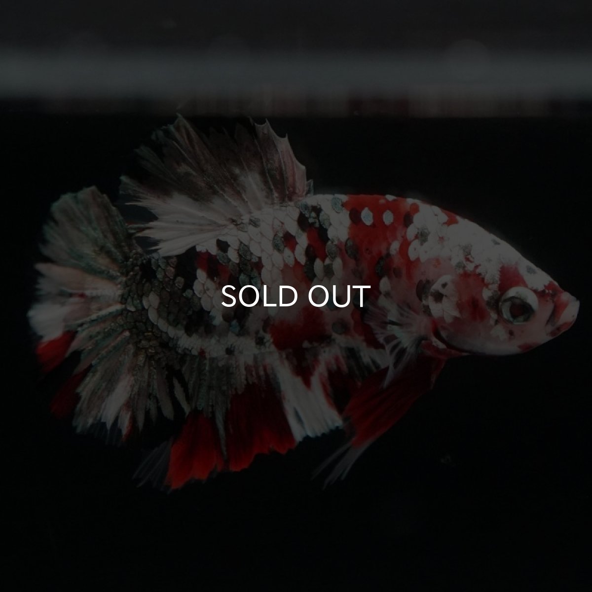 画像13: HMPK レッドカッパーギャラクシー (13)