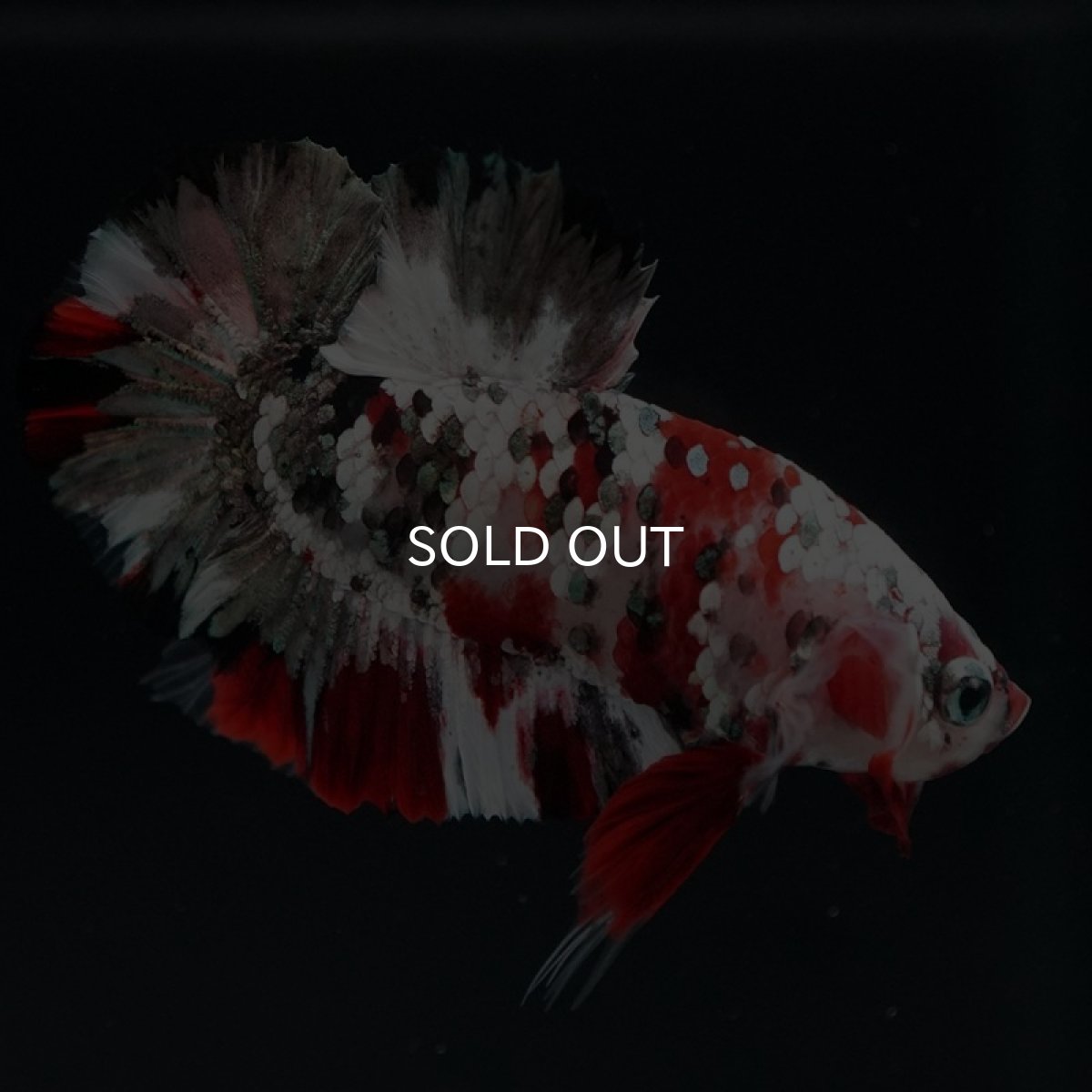 画像12: HMPK レッドカッパーギャラクシー (12)