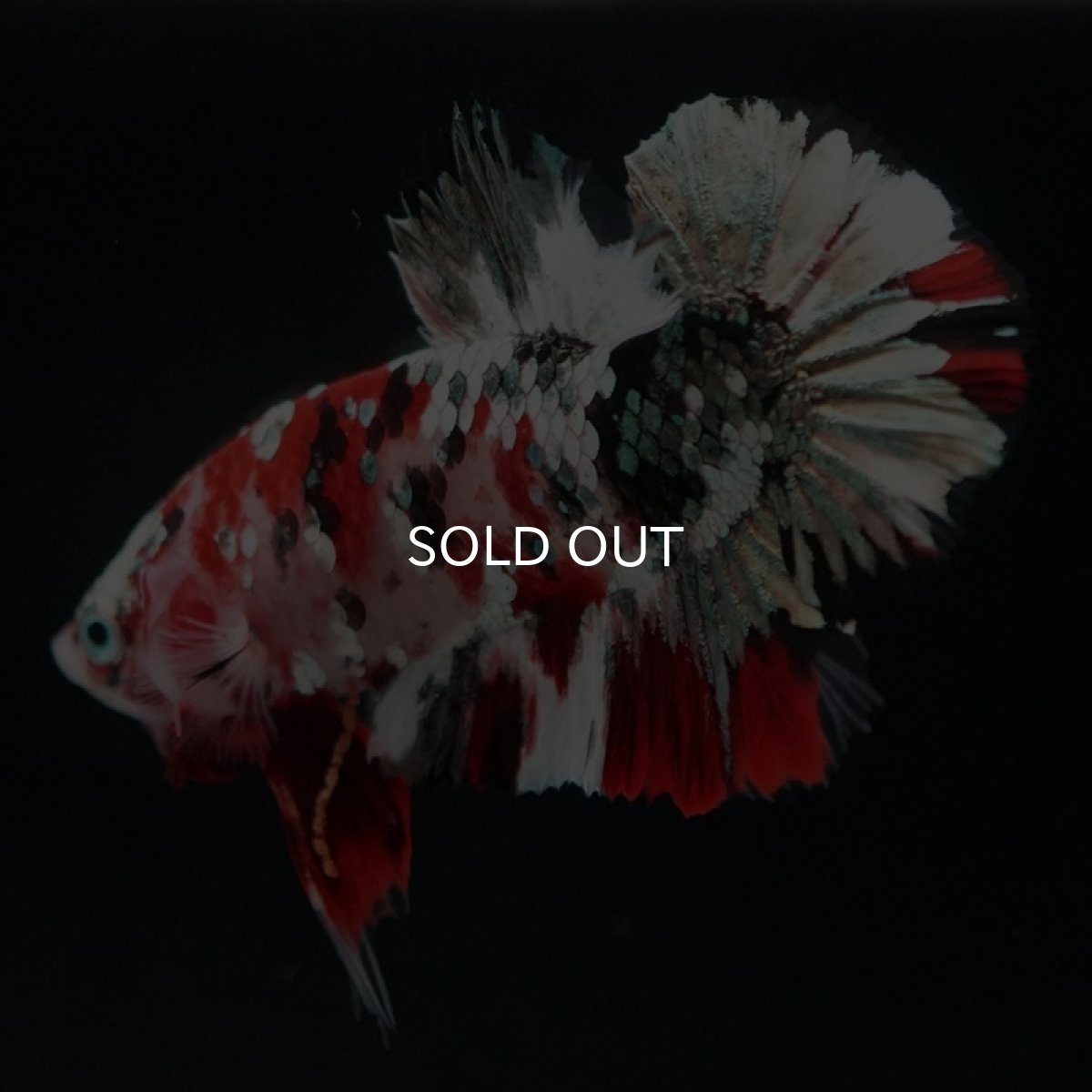 画像11: HMPK レッドカッパーギャラクシー (11)