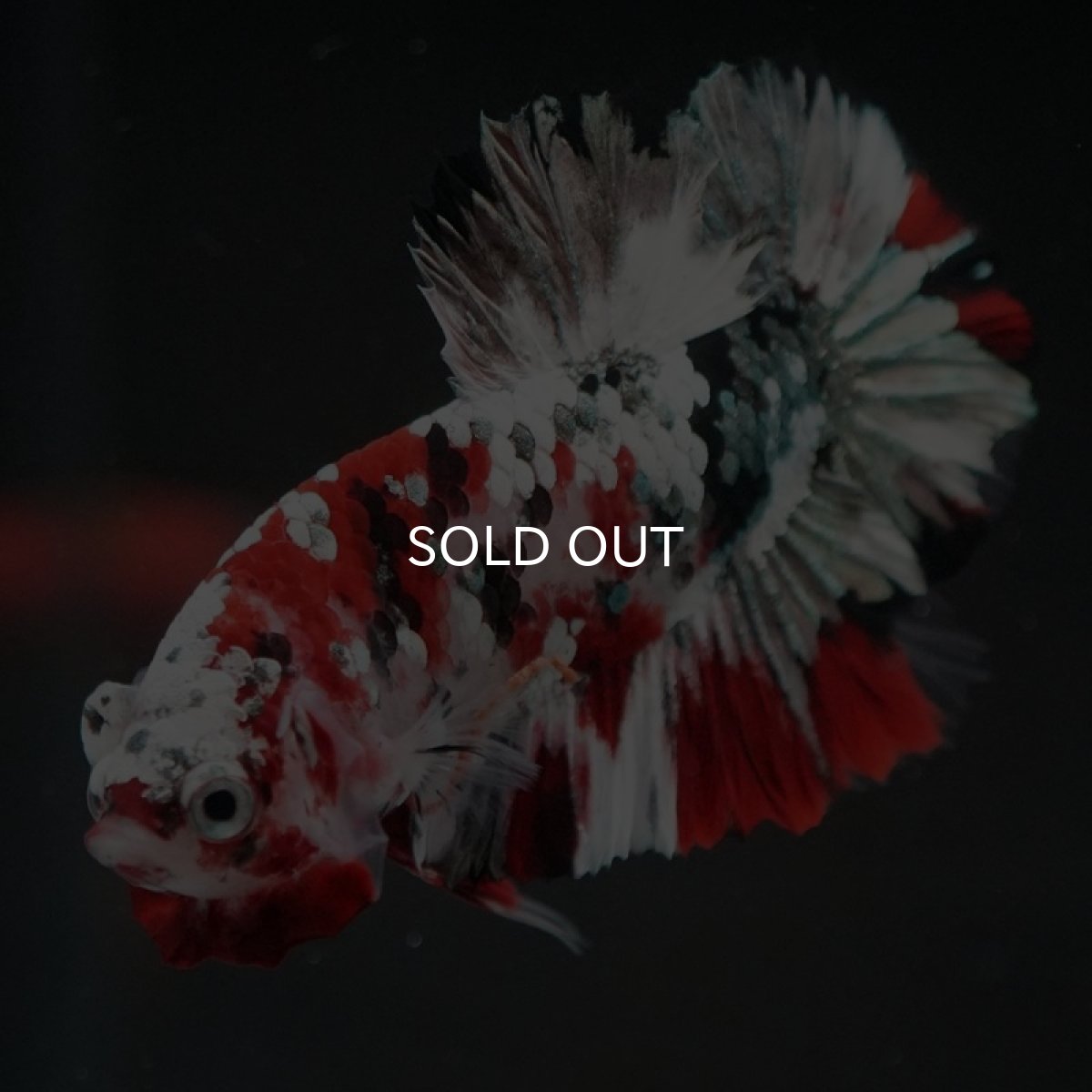 画像10: HMPK レッドカッパーギャラクシー (10)