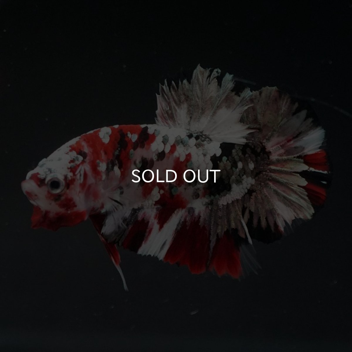 画像9: HMPK レッドカッパーギャラクシー (9)