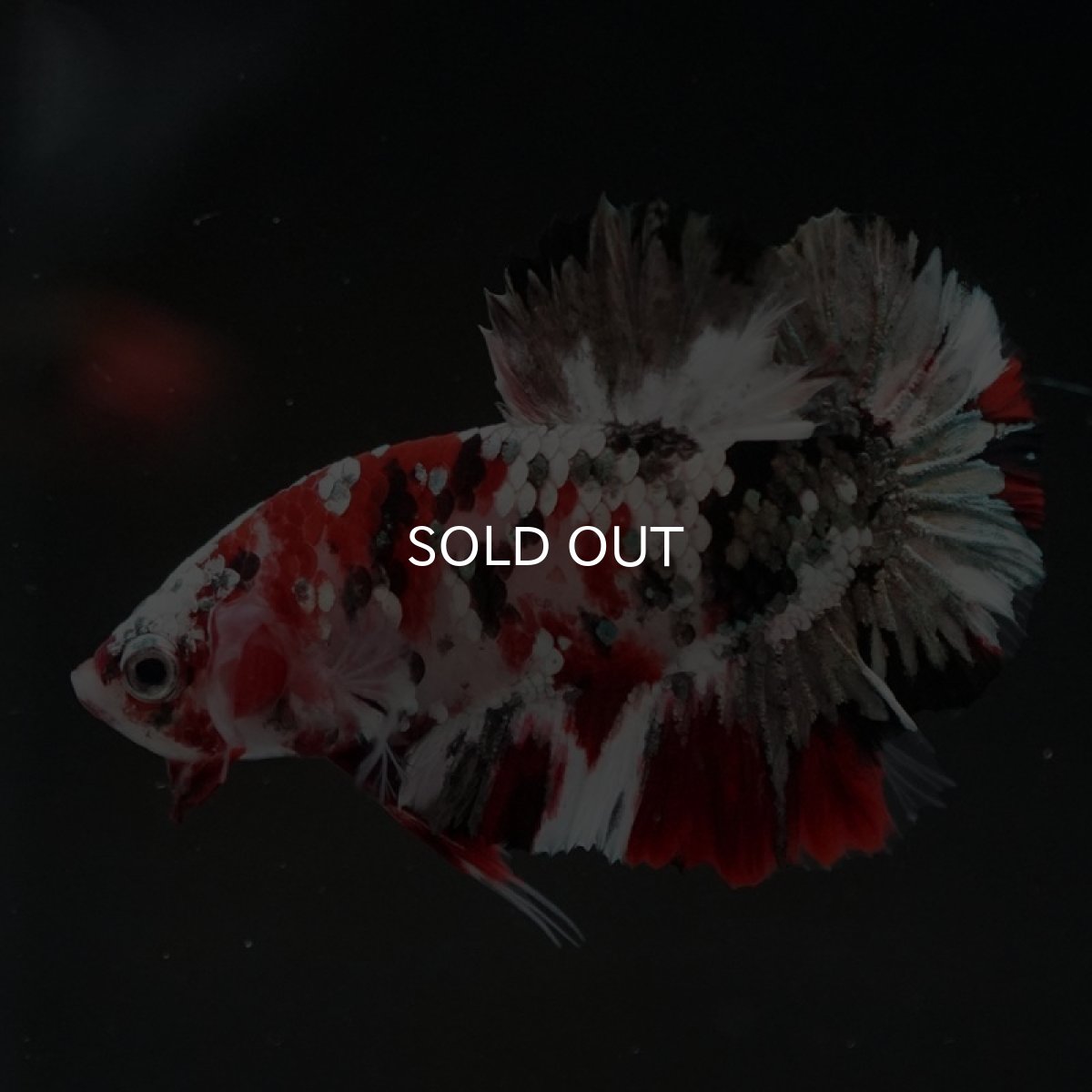 画像8: HMPK レッドカッパーギャラクシー (8)