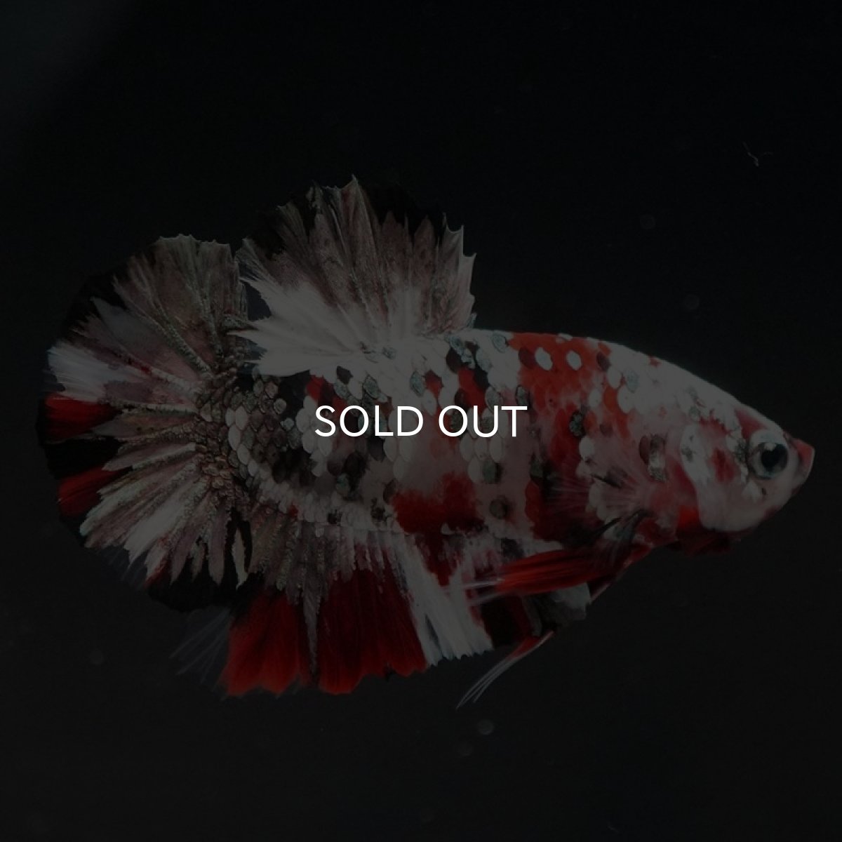 画像7: HMPK レッドカッパーギャラクシー (7)