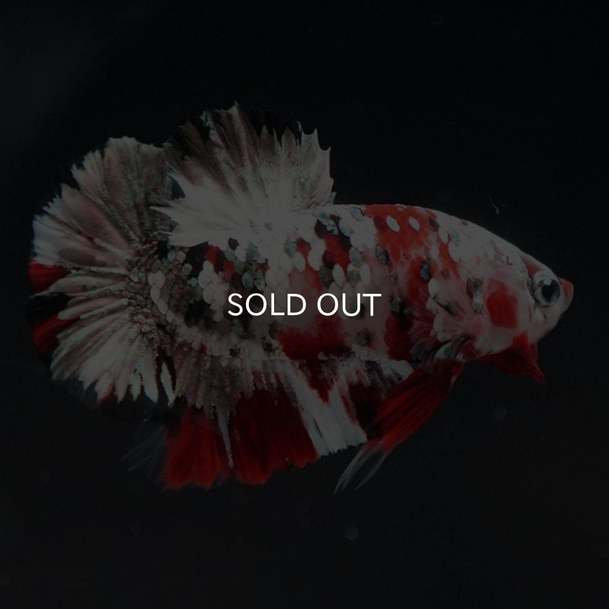 画像6: HMPK レッドカッパーギャラクシー (6)