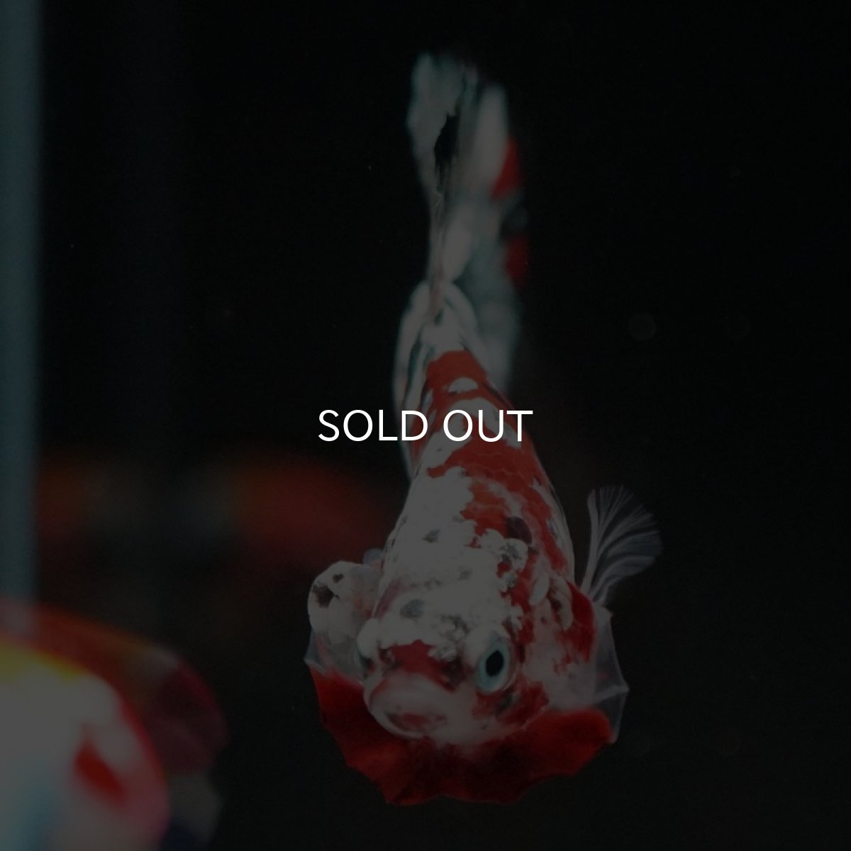 画像4: HMPK レッドカッパーギャラクシー (4)