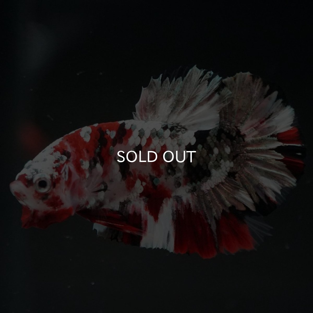 画像3: HMPK レッドカッパーギャラクシー (3)