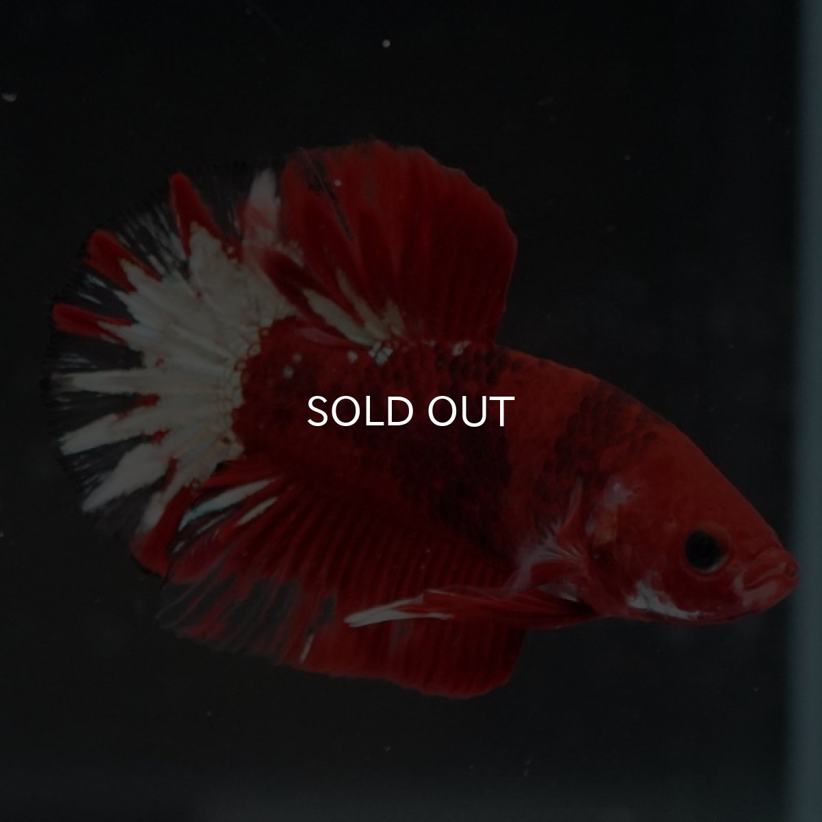 画像12: HMPK ヘルボーイ変わり柄 (12)