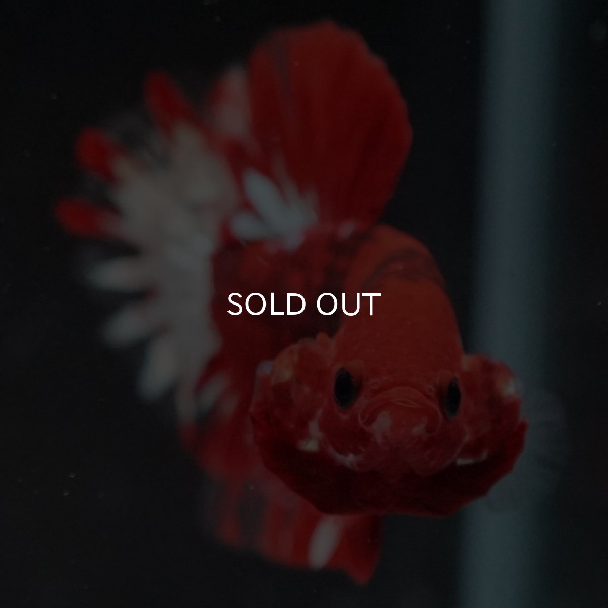 画像11: HMPK ヘルボーイ変わり柄 (11)