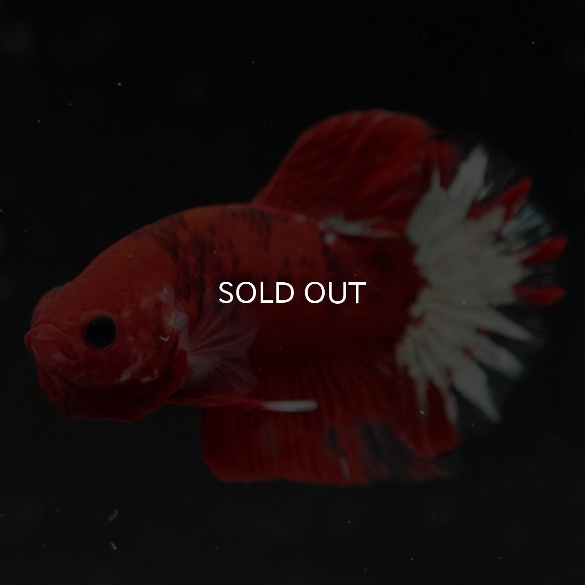 画像10: HMPK ヘルボーイ変わり柄 (10)