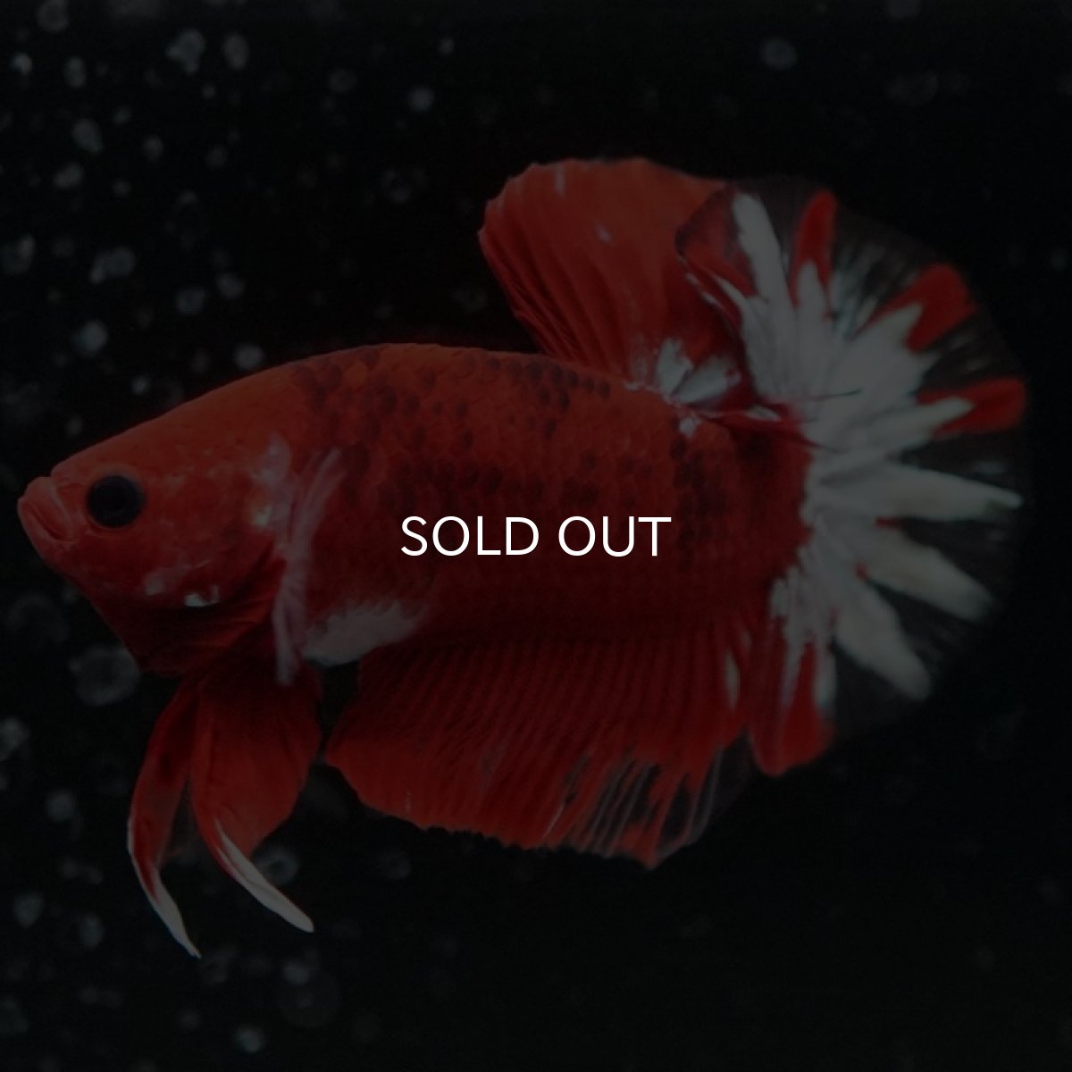 画像9: HMPK ヘルボーイ変わり柄 (9)