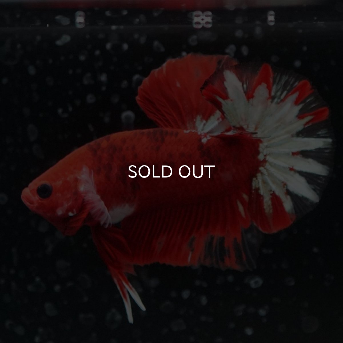 画像8: HMPK ヘルボーイ変わり柄 (8)