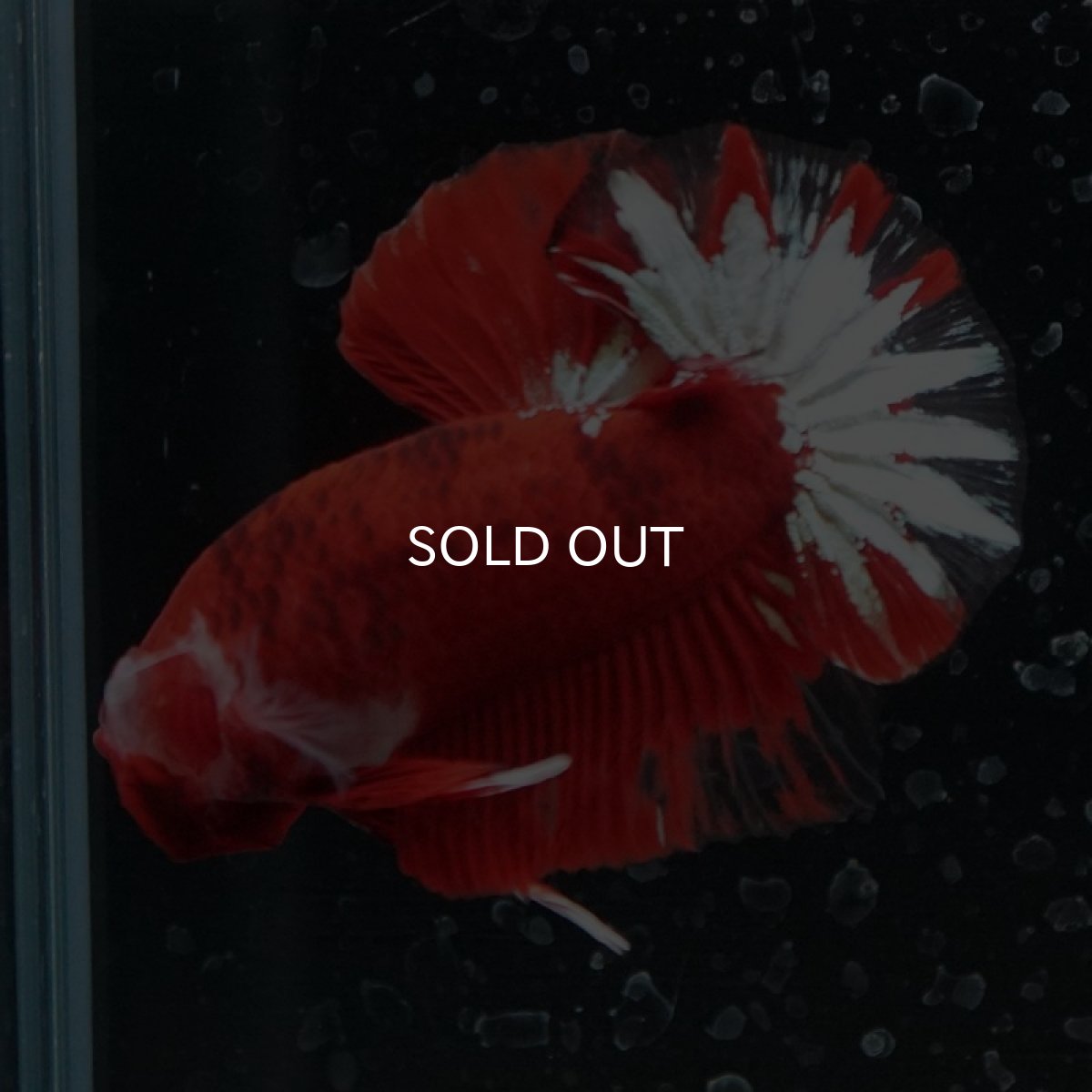 画像7: HMPK ヘルボーイ変わり柄 (7)