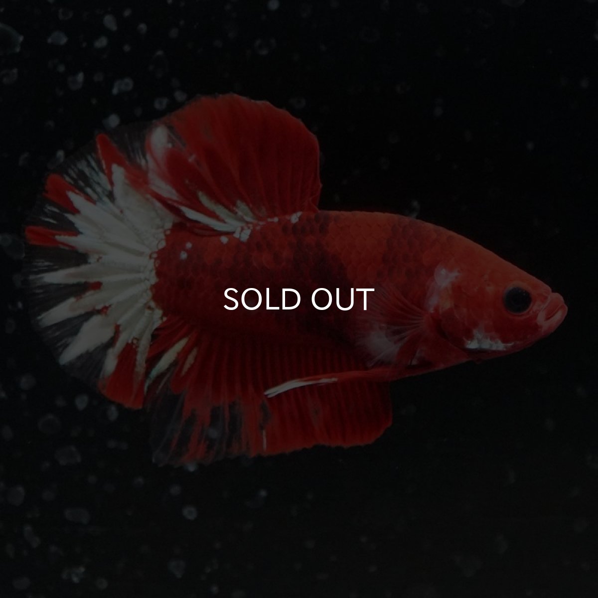 画像6: HMPK ヘルボーイ変わり柄 (6)