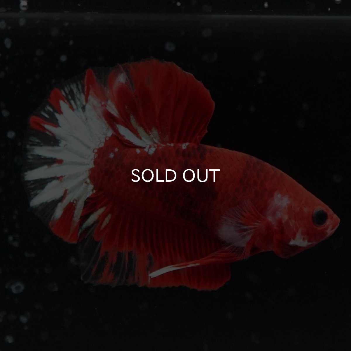 画像5: HMPK ヘルボーイ変わり柄 (5)