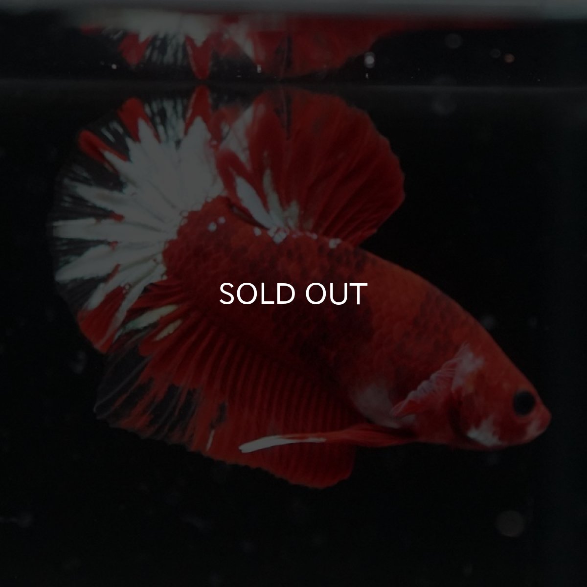 画像4: HMPK ヘルボーイ変わり柄 (4)