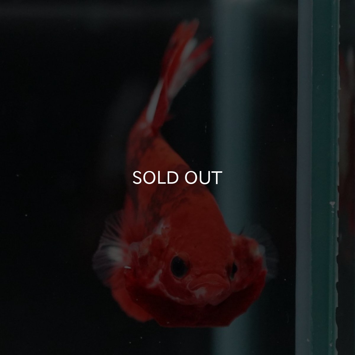 画像3: HMPK ヘルボーイ変わり柄 (3)