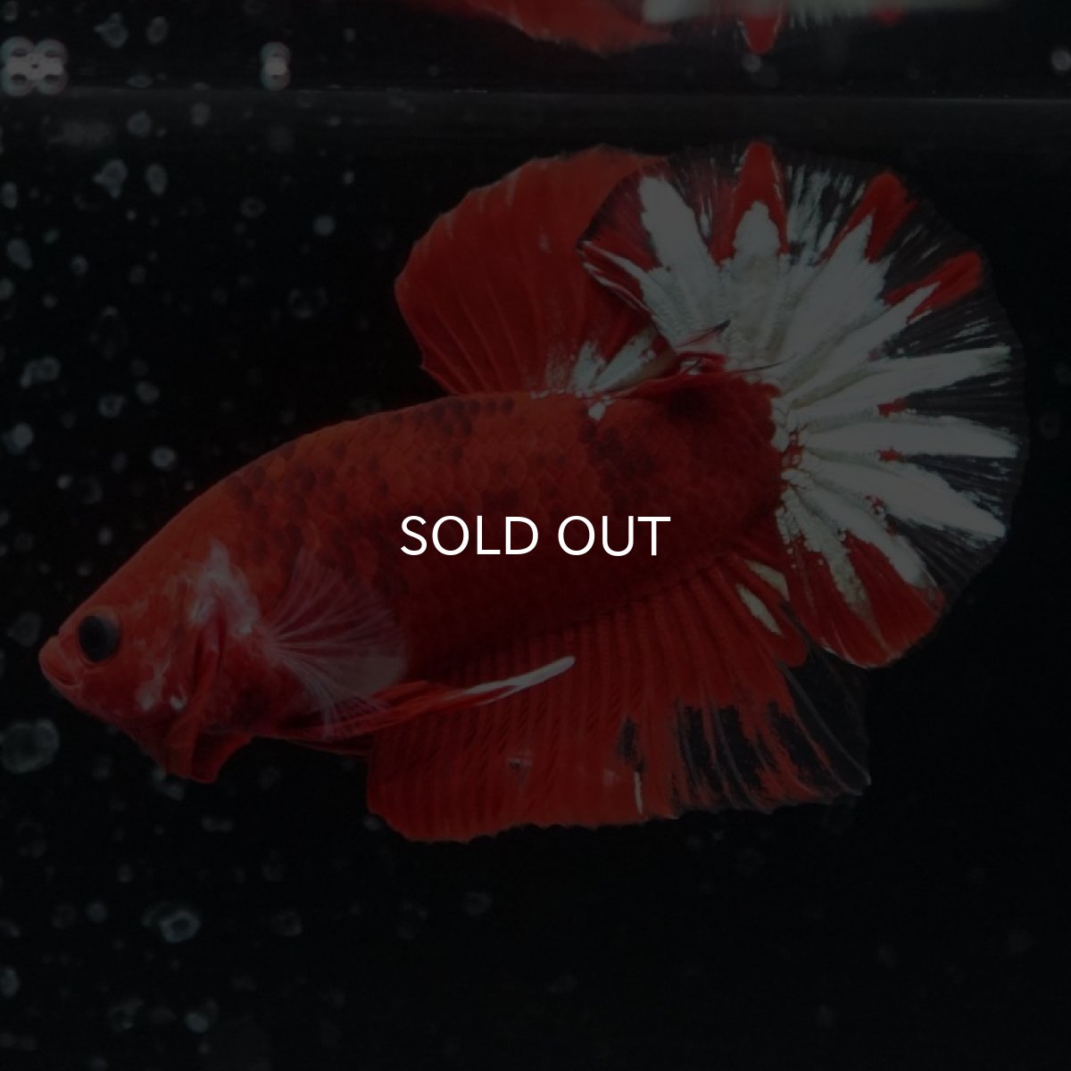 画像2: HMPK ヘルボーイ変わり柄 (2)