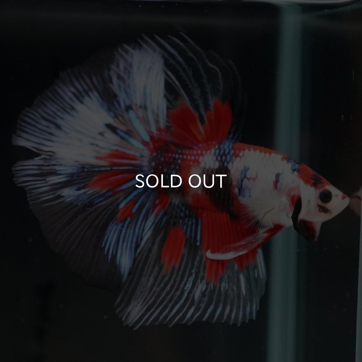 画像13: HM　鯉クリアフィン (13)