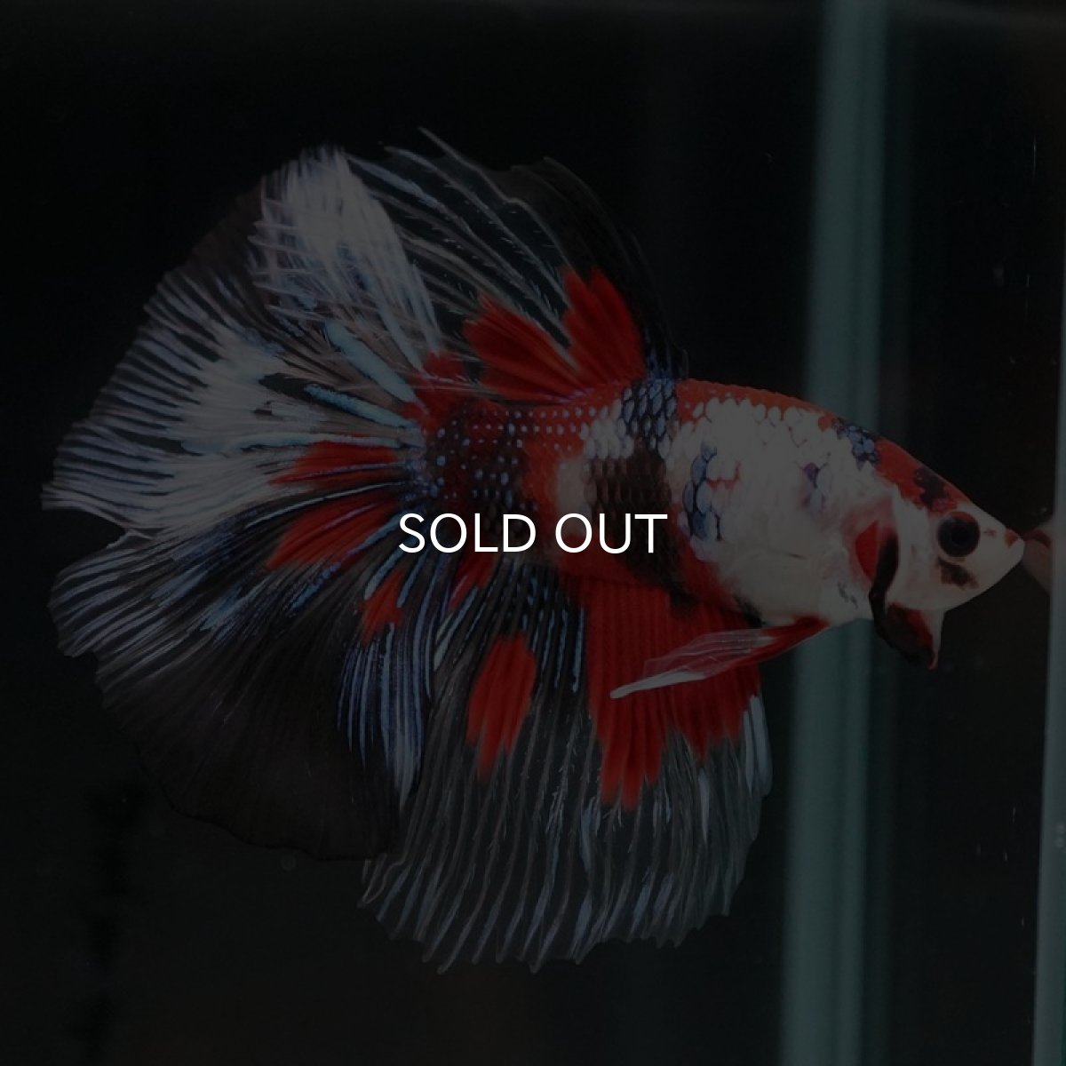 画像12: HM　鯉クリアフィン (12)