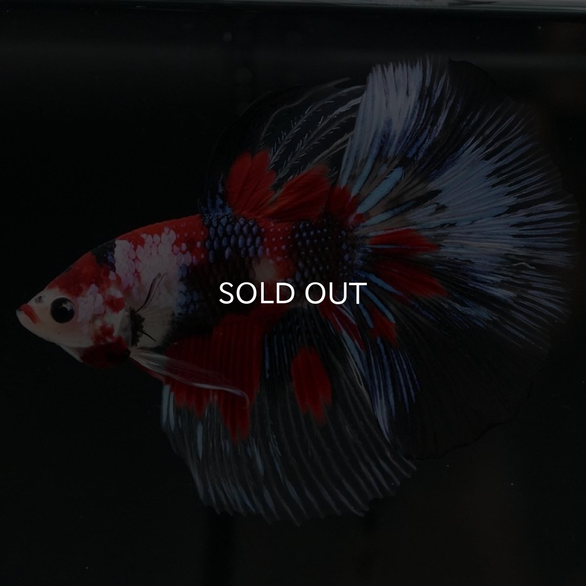 画像8: HM　鯉クリアフィン (8)