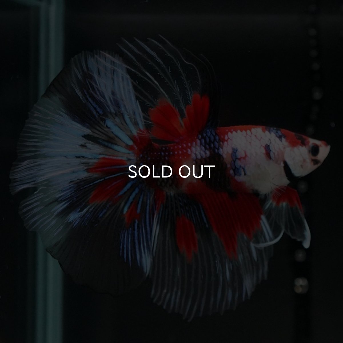 画像9: HM　鯉クリアフィン (9)