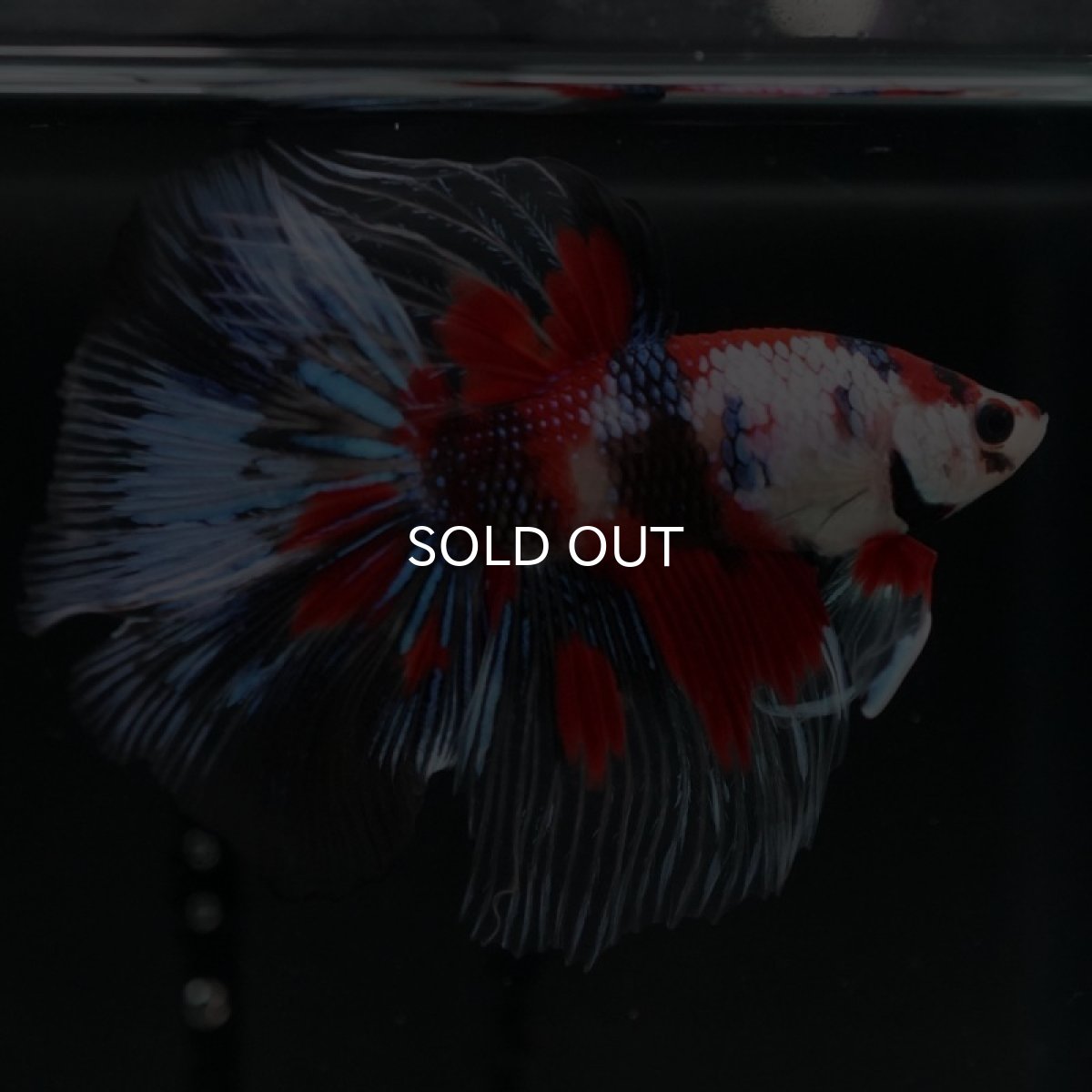 画像10: HM　鯉クリアフィン (10)