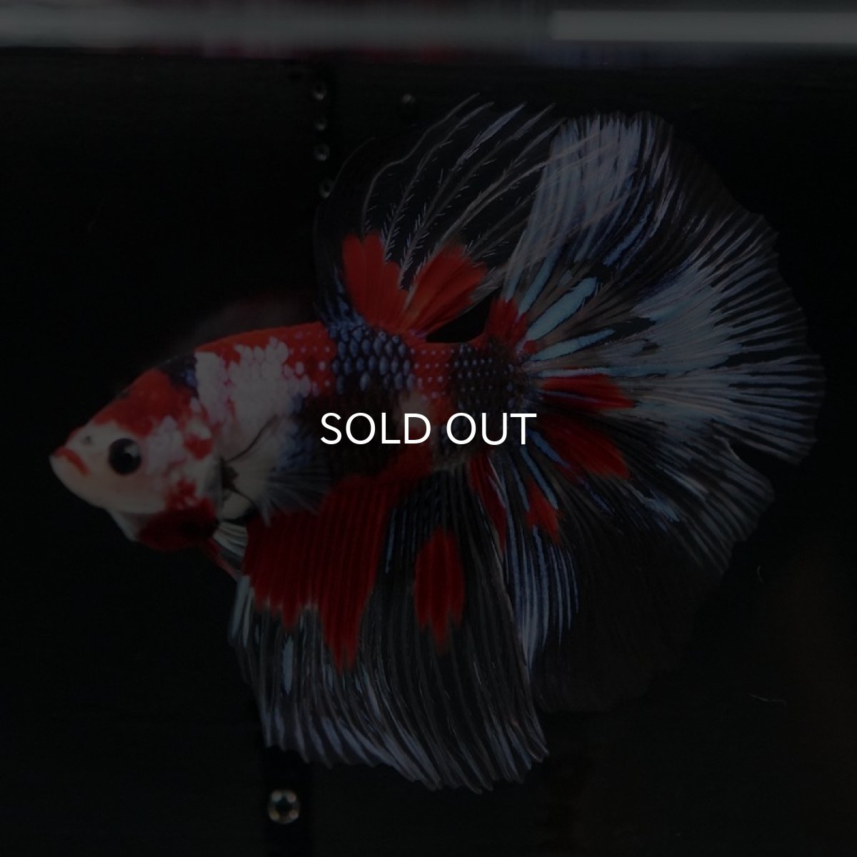 画像11: HM　鯉クリアフィン (11)