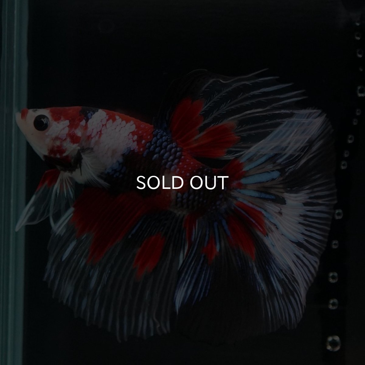 画像7: HM　鯉クリアフィン (7)