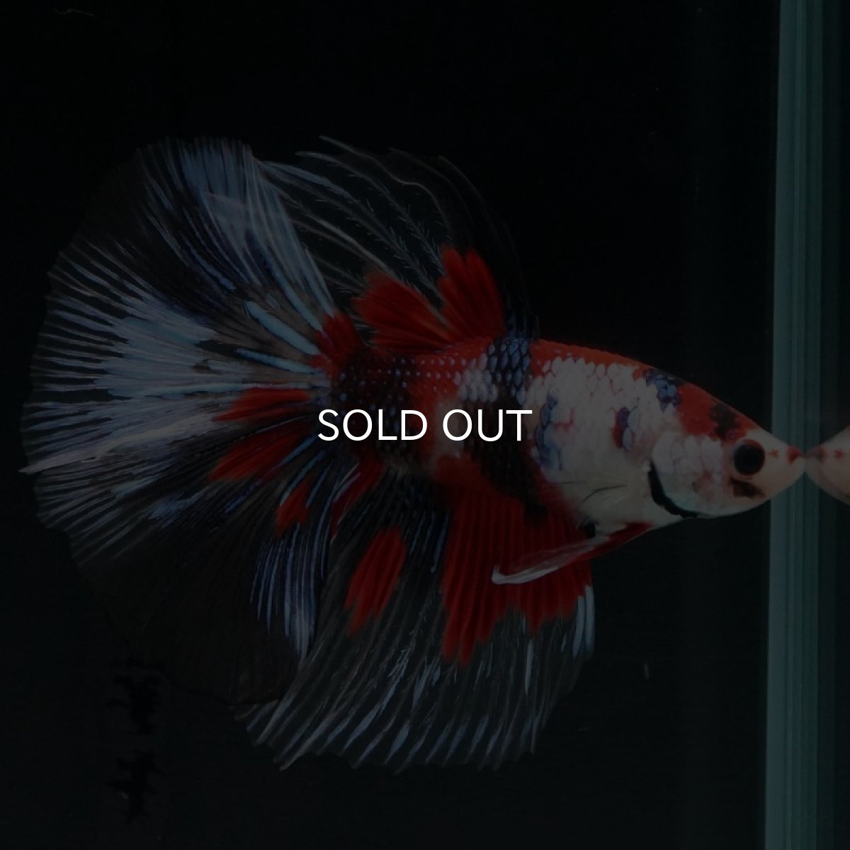 画像6: HM　鯉クリアフィン (6)