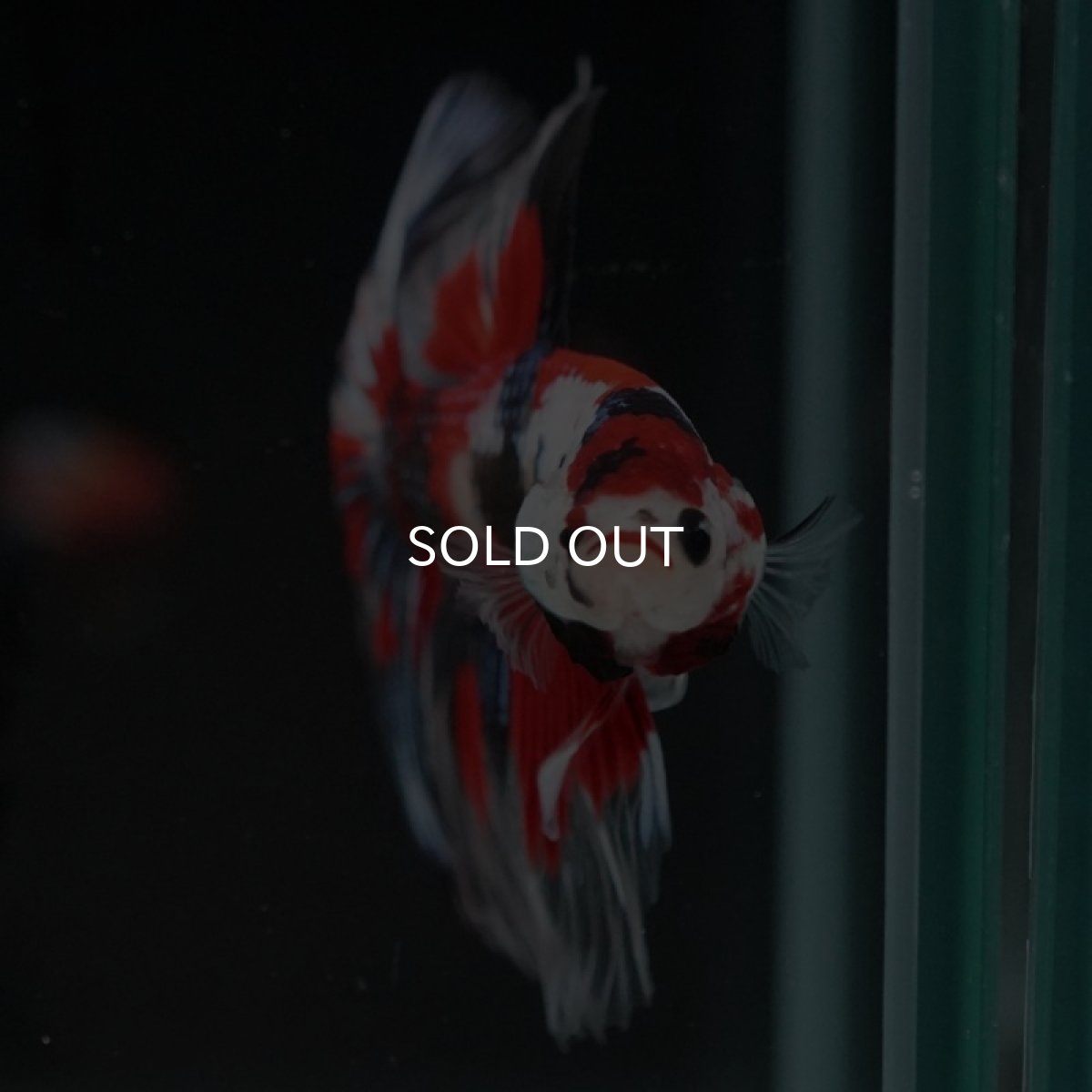 画像5: HM　鯉クリアフィン (5)