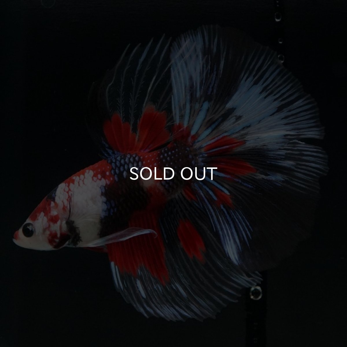 画像4: HM　鯉クリアフィン (4)