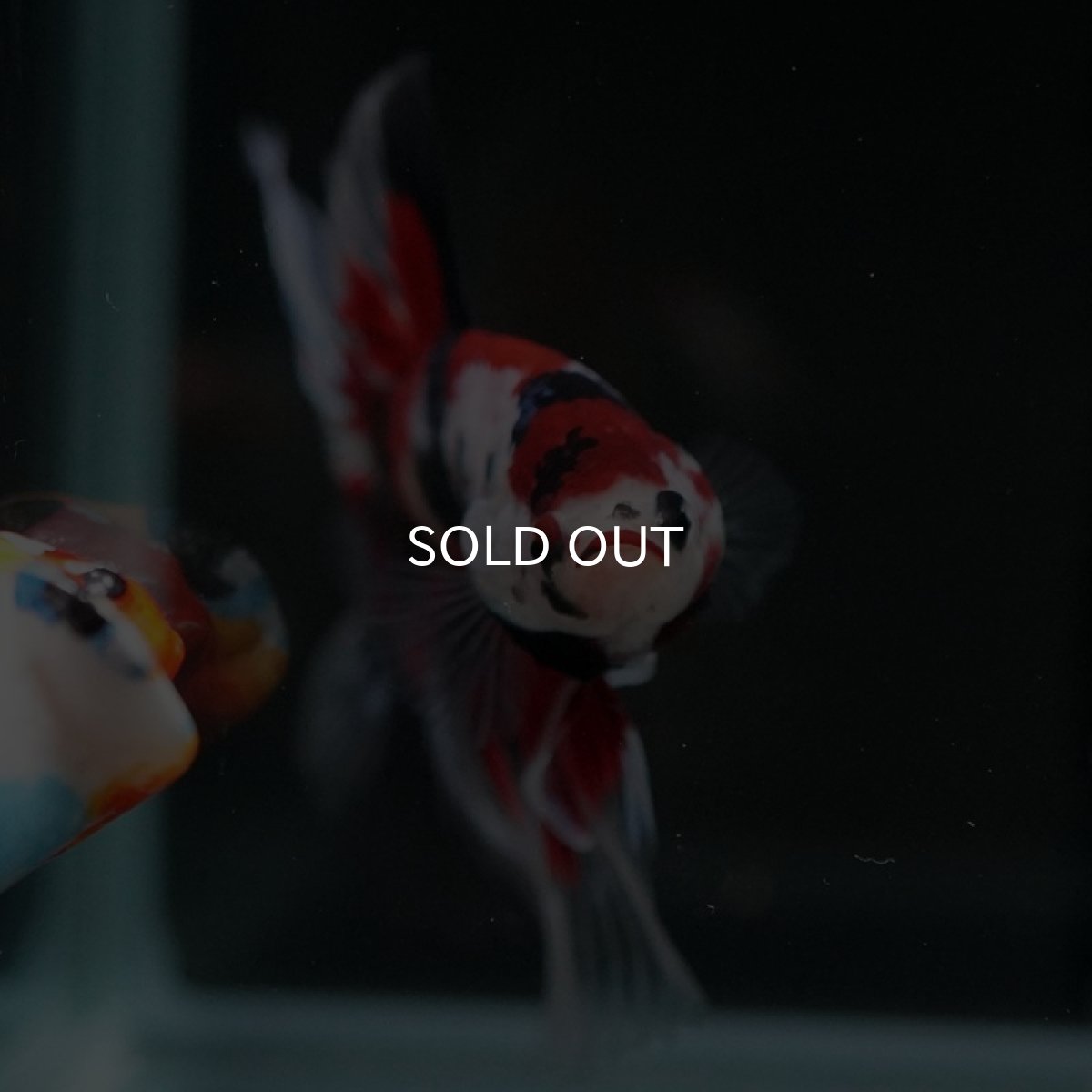 画像2: HM　鯉クリアフィン (2)