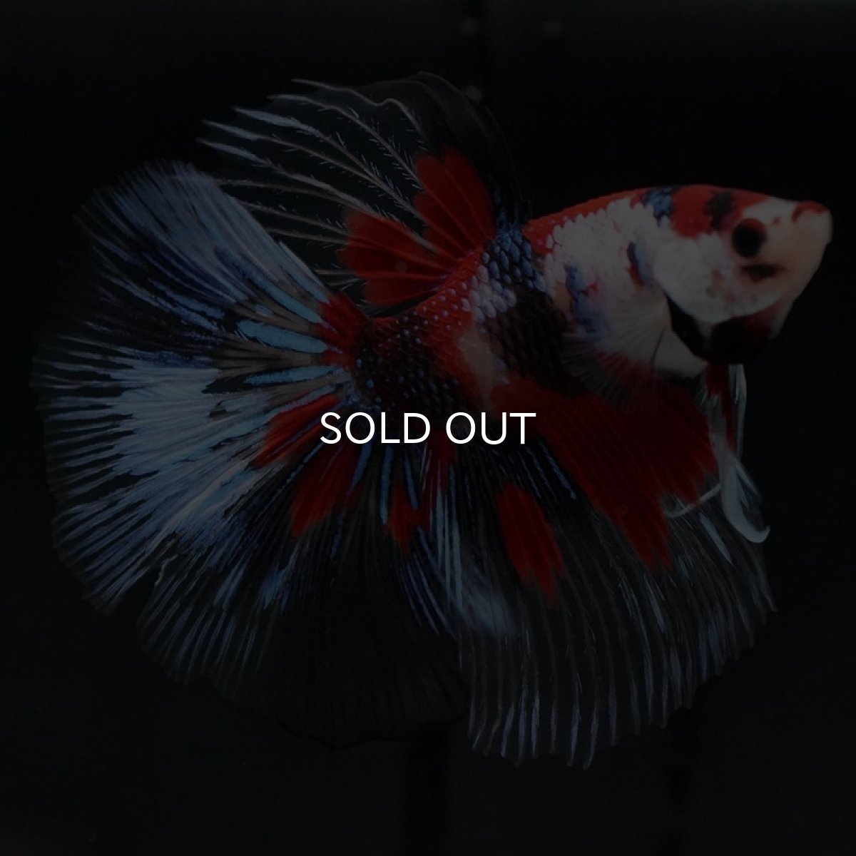 画像3: HM　鯉クリアフィン (3)