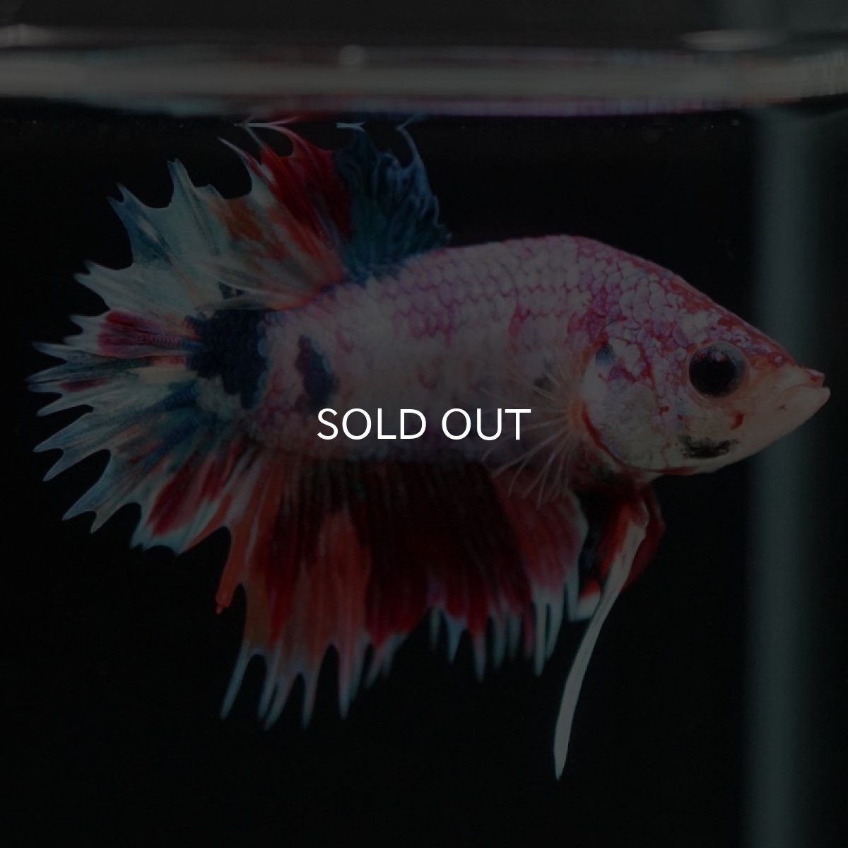 画像8: CTPK キャンディレインボー (8)