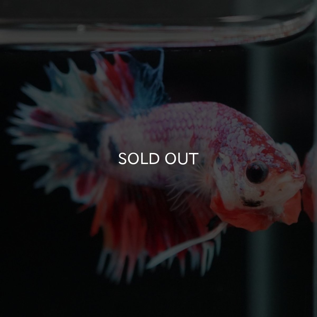 画像7: CTPK キャンディレインボー (7)