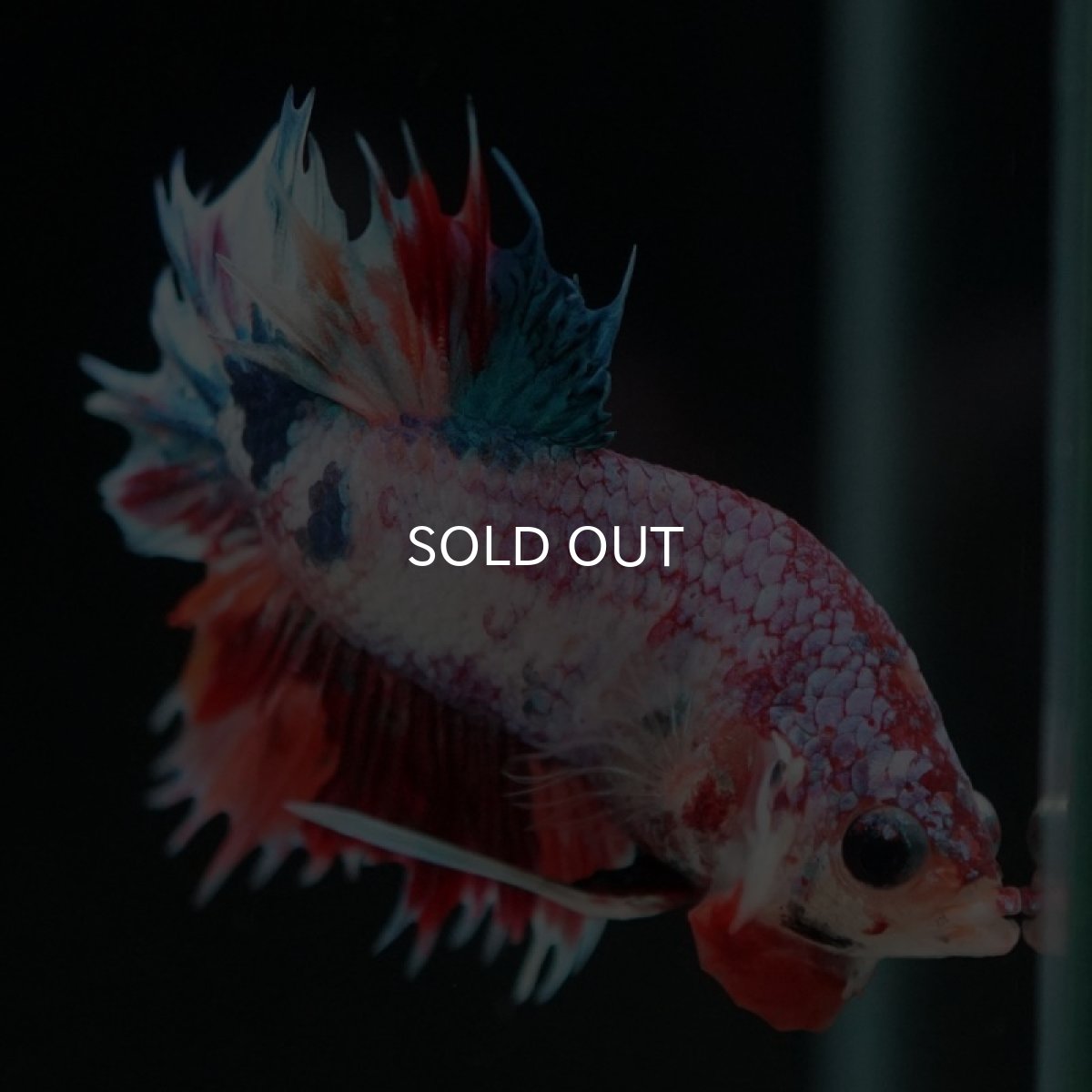 画像6: CTPK キャンディレインボー (6)