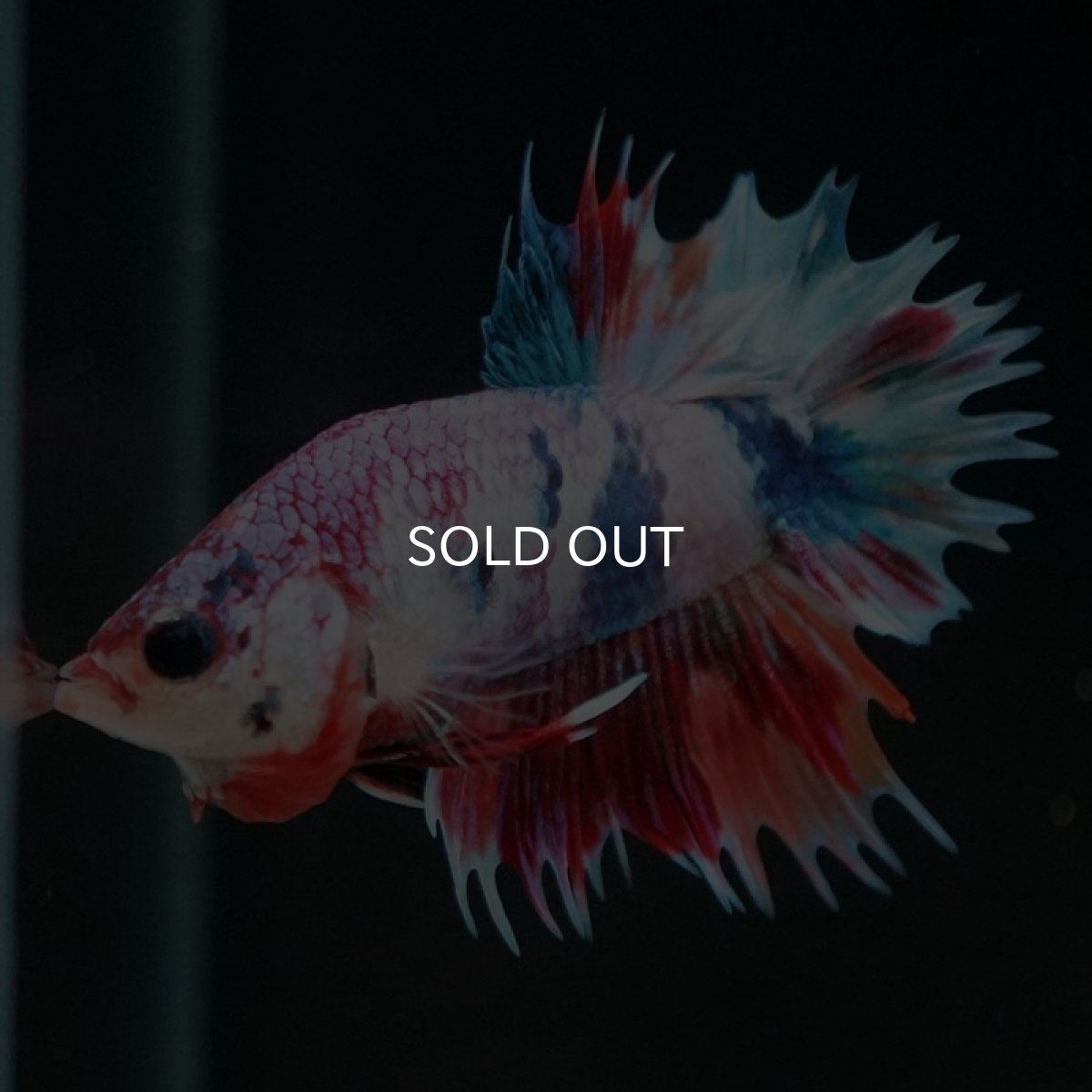 画像5: CTPK キャンディレインボー (5)