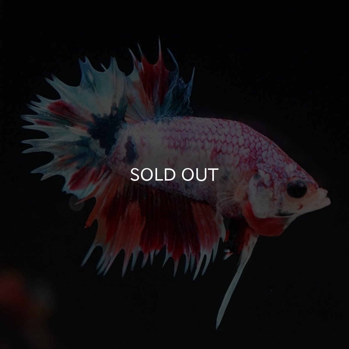 画像4: CTPK キャンディレインボー (4)