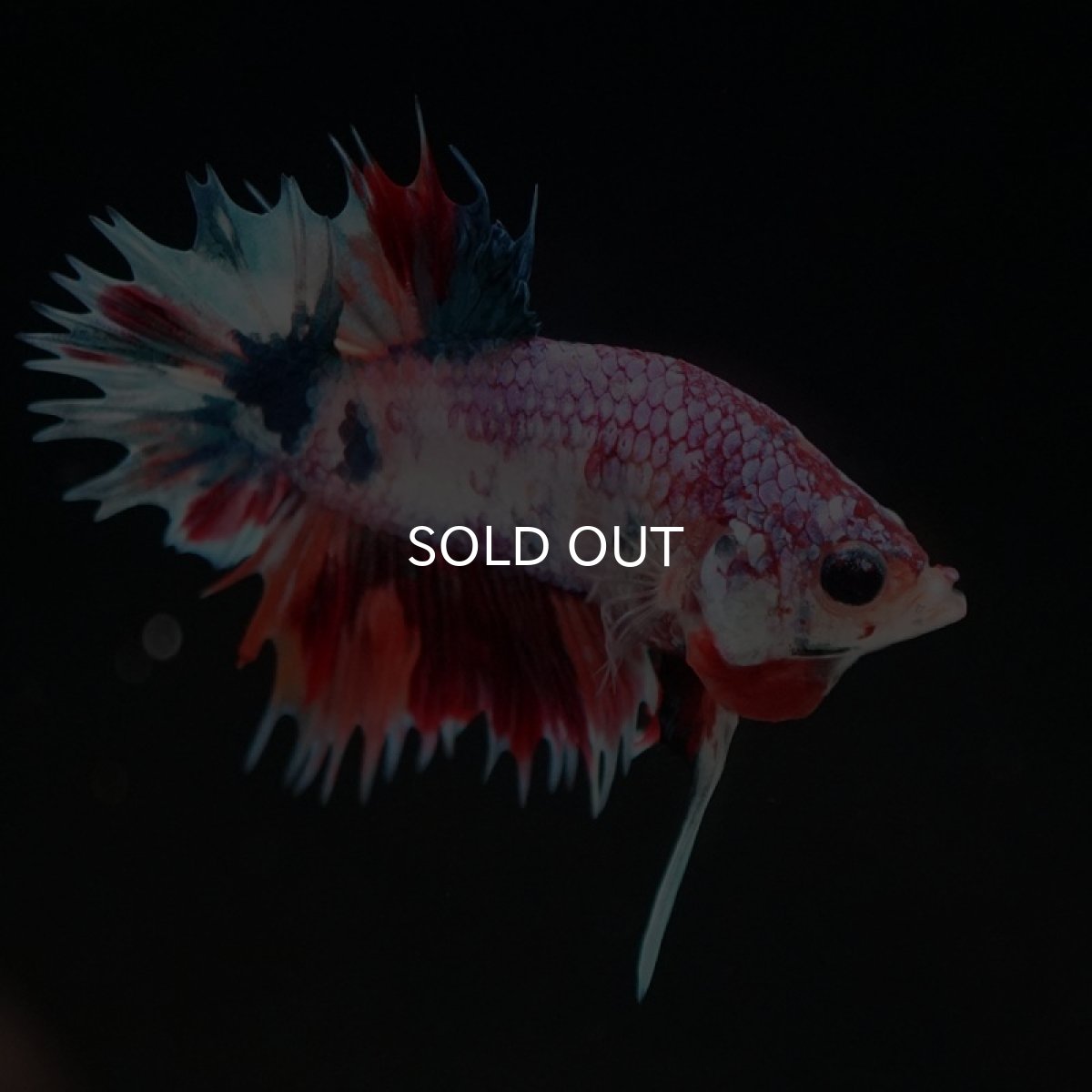 画像3: CTPK キャンディレインボー (3)