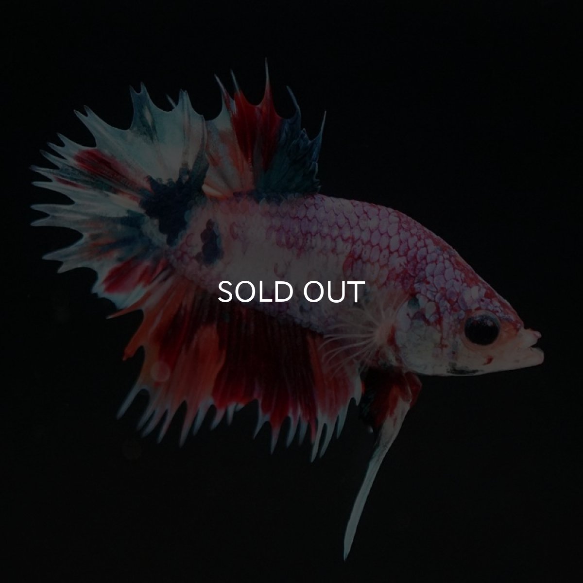 画像2: CTPK キャンディレインボー (2)