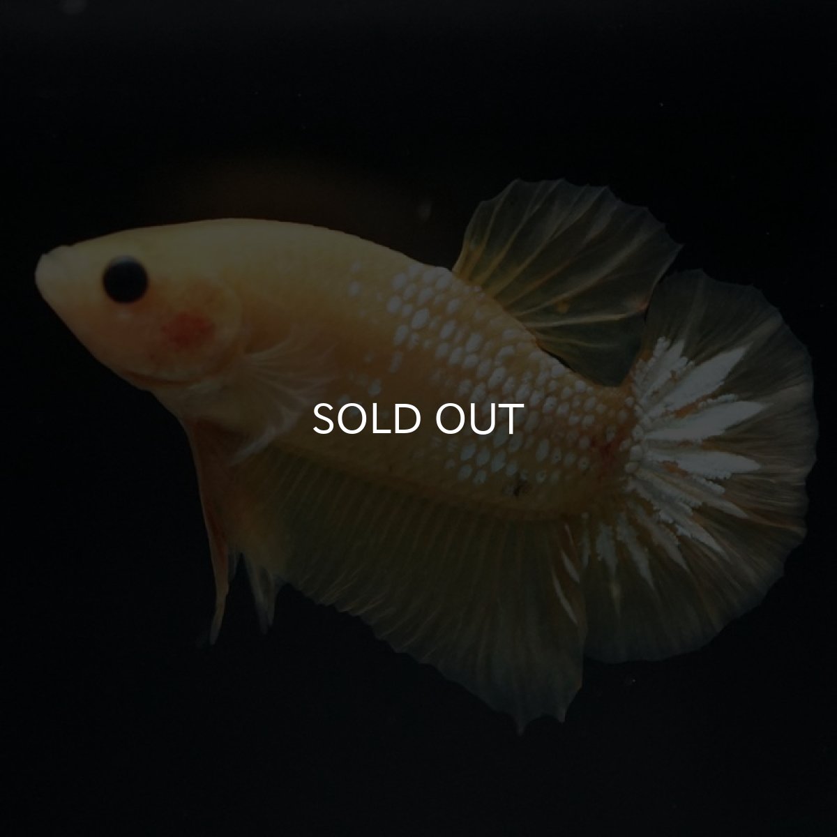 画像11: HMPK　イエローファンシー (11)