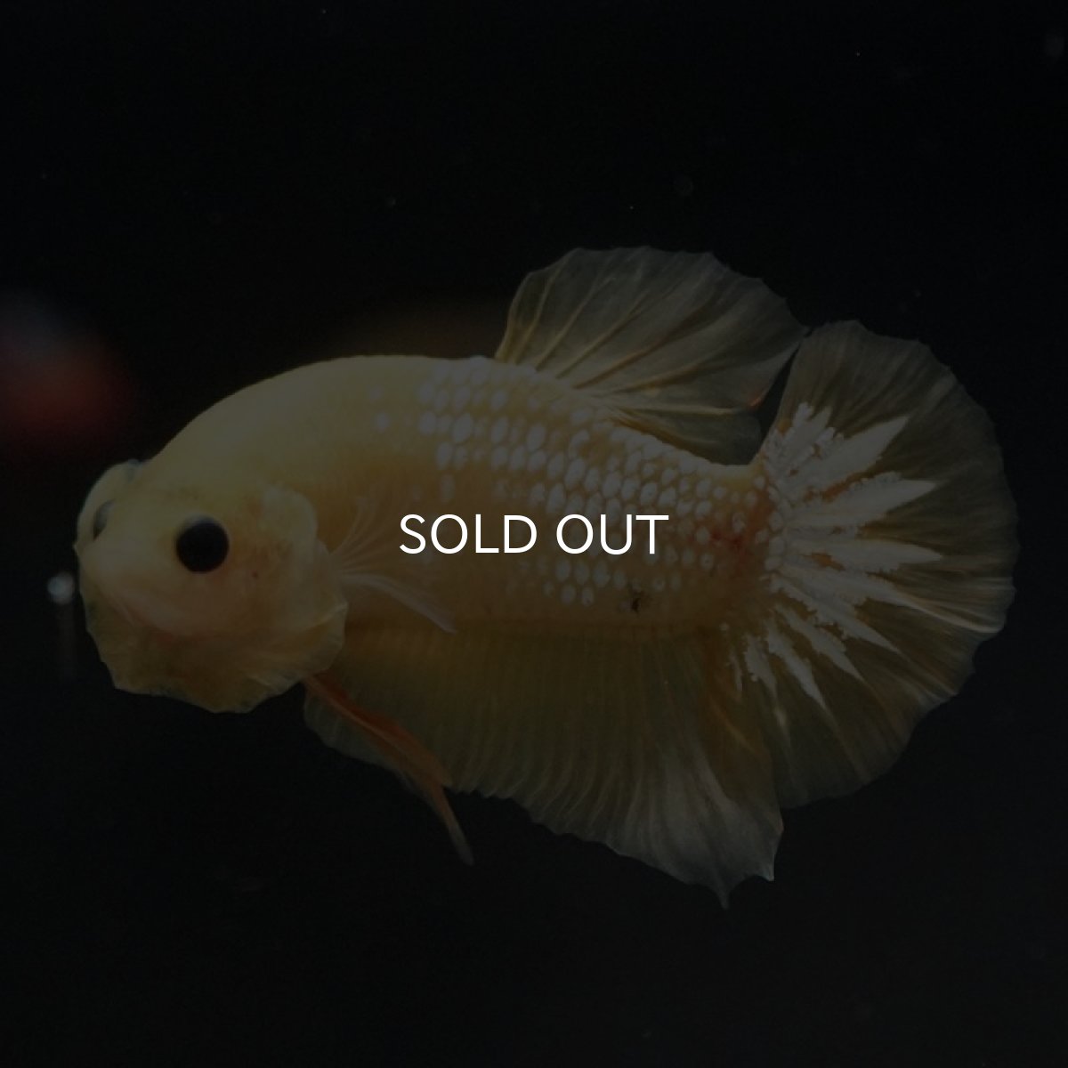 画像10: HMPK　イエローファンシー (10)