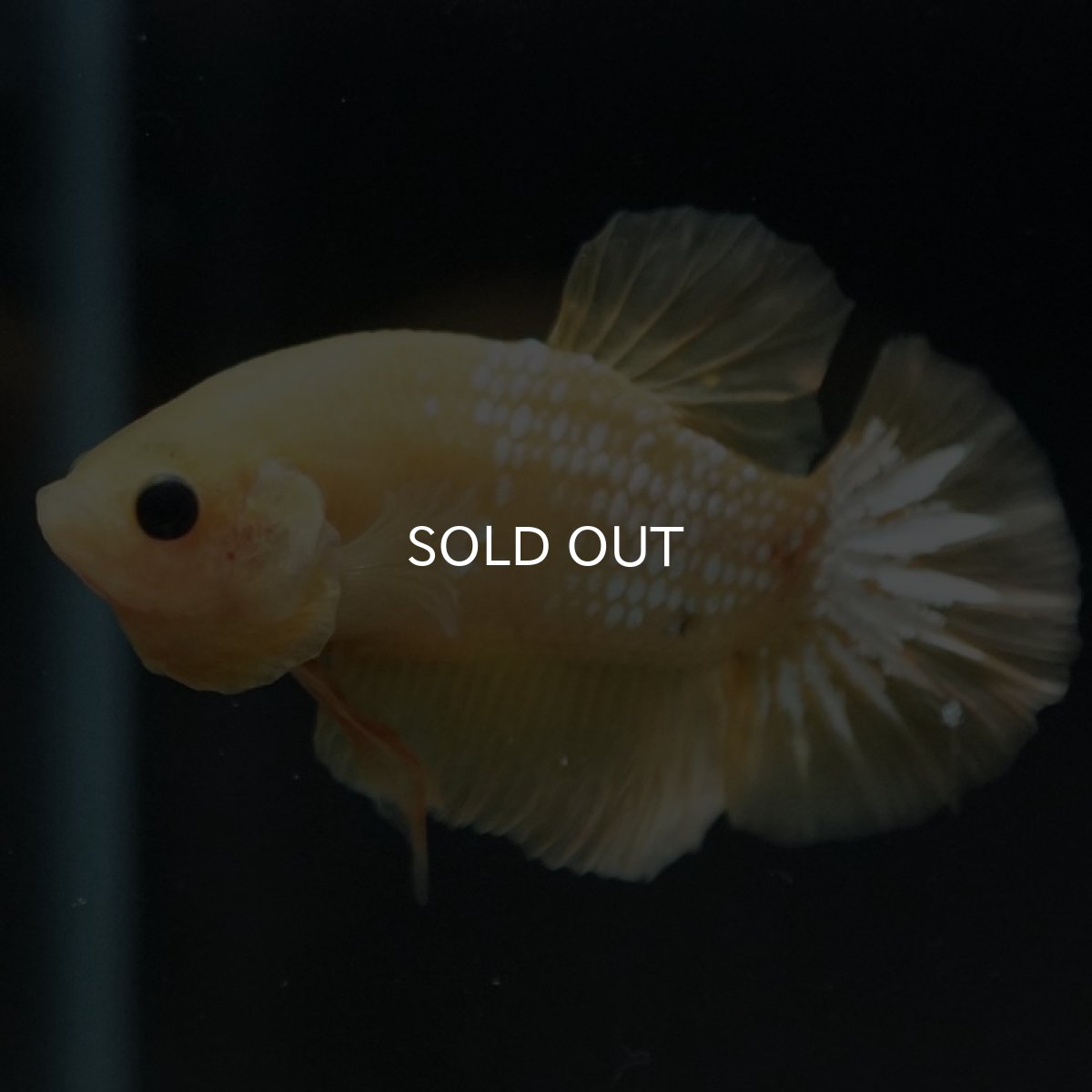 画像9: HMPK　イエローファンシー (9)