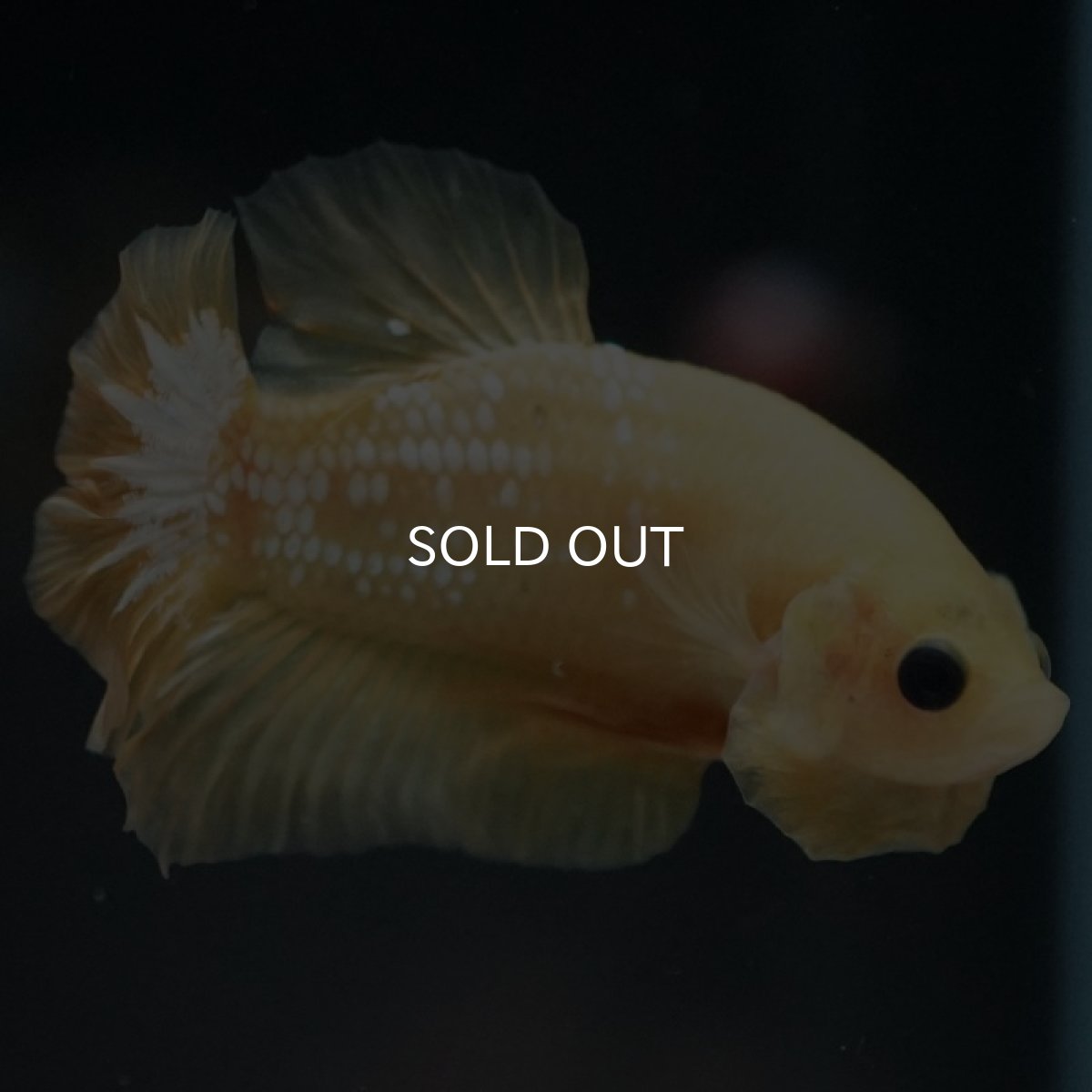 画像7: HMPK　イエローファンシー (7)