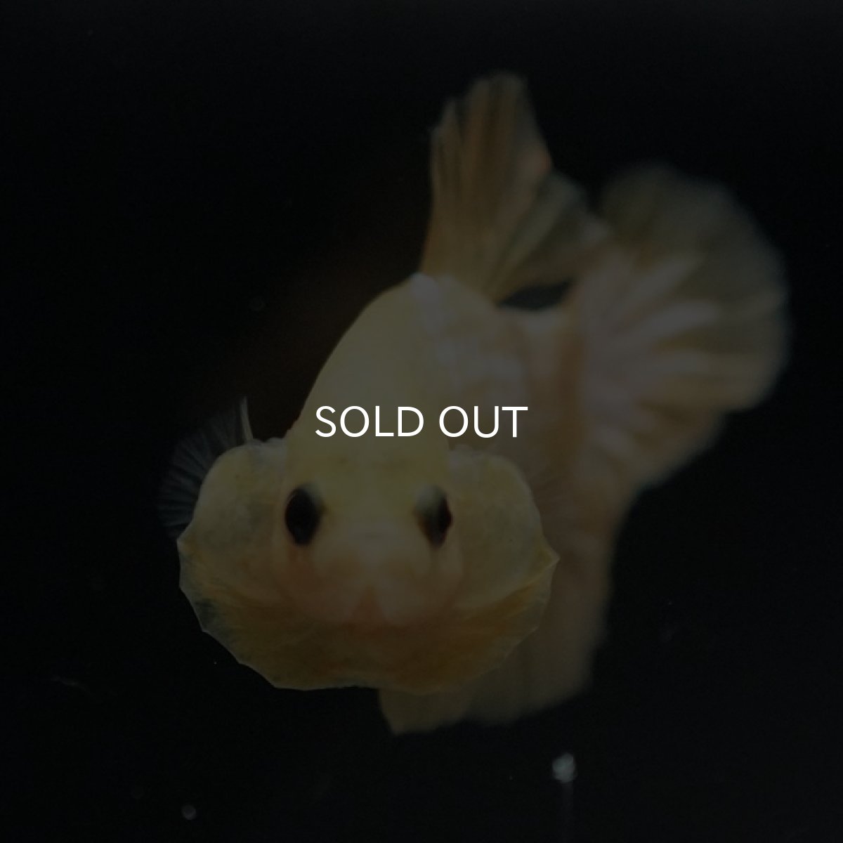 画像6: HMPK　イエローファンシー (6)